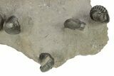 Flying Crotalocephalina Trilobite with Enrolled Reedops #276398-4